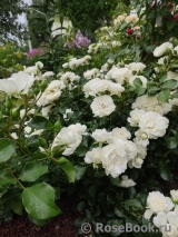 White Meidiland White Meidiland