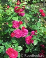 Darcey Bussell Darcey Bussell