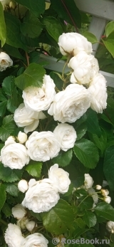 Neige d'Ete Neige d'Ete