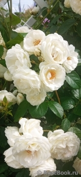 Neige d'Ete Neige d'Ete