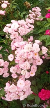 Heavenly Pink Heavenly Pink