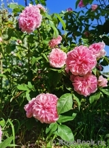 Gertrude Jekyll Gertrude Jekyll