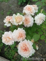 Lyudmila Людмила Lyudmila Людмила