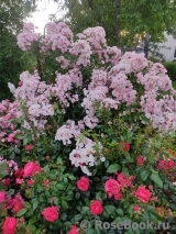 Heavenly Pink Heavenly Pink