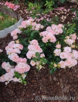 Peach Drift ® Peach Drift ®