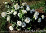 Lions Rose Lions Rose