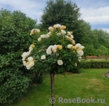 Ghislaine de Feligonde Ghislaine de Feligonde