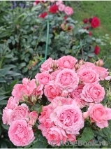 Corail gelee