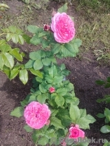 Katarina Frayla Katarina Frayla