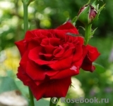 Red Star Red Star