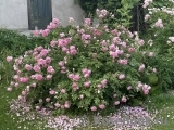 Alan Titchmarsh Alan Titchmarsh