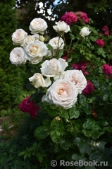 Madame Anisette ® Madame Anisette ®