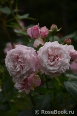 Kordes' Rosenfaszination ® Kordes' Rosenfaszination ®