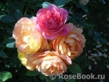 Lady of Shalott Lady of Shalott