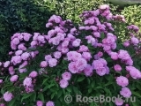 Heavenly Pink Heavenly Pink