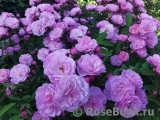 Heavenly Pink Heavenly Pink
