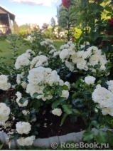 White Meidiland White Meidiland