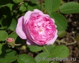 Centifolia Centifolia