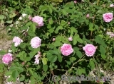 Centifolia Centifolia