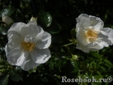 White Star White Star