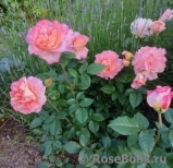 Augusta Luise Augusta Luise