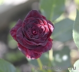 Black Baccara Black Baccara