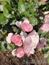 Bonica Bonica