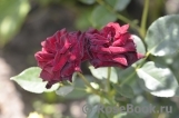 Black Baccara Black Baccara