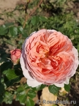 Abraham Darby Abraham Darby