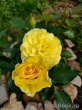 Friesia Friesia