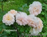 Lyudmila Людмила Lyudmila Людмила