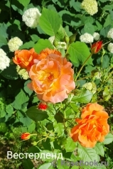 Westerland Westerland