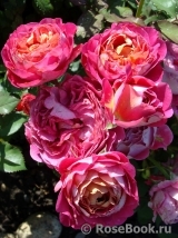 Centenaire de l'Haÿ-les-roses ® Centenaire de l'Haÿ-les-roses ®