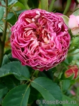 Centenaire de l'Haÿ-les-roses ® Centenaire de l'Haÿ-les-roses ®