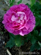 Belle de Crecy Belle de Crecy