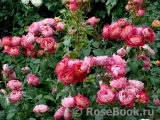 Centenaire de l'Haÿ-les-roses ® Centenaire de l'Haÿ-les-roses ®