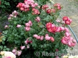 Centenaire de l'Haÿ-les-roses ® Centenaire de l'Haÿ-les-roses ®