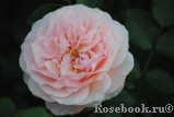 Sangerhauser Jubilaumsrose Sangerhauser Jubilaumsrose