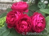 Ascot Ascot