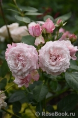 Kordes' Rosenfaszination ® Kordes' Rosenfaszination ®
