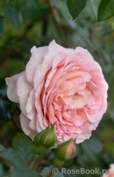 Abraham Darby Abraham Darby