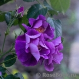 Rhapsody in Blue Rhapsody in Blue