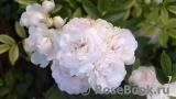 White Morsdag White Morsdag