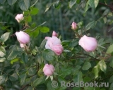 Generous Gardener, The Generous Gardener, The