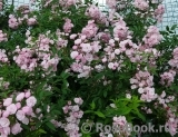 Heavenly Pink Heavenly Pink