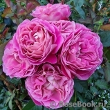Centenaire de l'Haÿ-les-roses ® Centenaire de l'Haÿ-les-roses ®