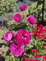 Falstaff® Falstaff®