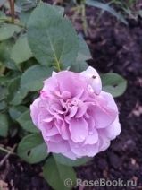 Novalis Novalis