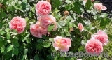 Abraham Darby Abraham Darby