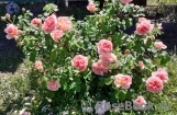 Abraham Darby Abraham Darby